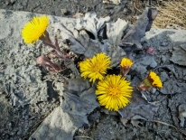 Общегородской субботник прошел во всех округах Мурманска