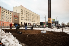 В столице Кольского Заполярья следующим летом зацветут тюльпаны