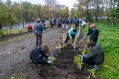 Более двух тысяч деревьев и кустарников высадили мурманчане в рамках акции «Зеленый рекорд»