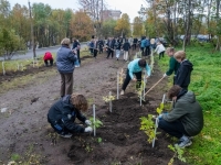 Более двух тысяч деревьев и кустарников высадили мурманчане в рамках акции «Зеленый рекорд»