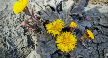 Общегородской субботник прошел во всех округах Мурманска