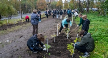 Более двух тысяч деревьев и кустарников высадили мурманчане в рамках акции «Зеленый рекорд»